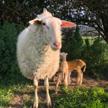 Xanthe with her lambs just after they were born.