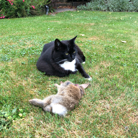 The cat took to country life with great alacrity