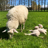 Xanthe the wonder sheep with her first lambs, September 2019.