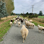 Walking the mob to the home farm.