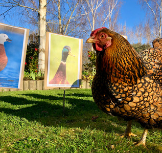 The Prime Minister at a briefing about a chicken's greatest enemy: ducks.