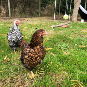 I built a swing for the chooks. They have never used it. I leave it there to remind them of their selfishness.