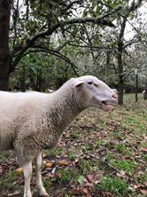 Xanthe eating a pear in the orchard, autumn 2019.