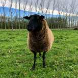 Blackie, Miles the sheep farmer's favourite ewe.