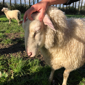 Michele demonstrating her sheep head massage technique.