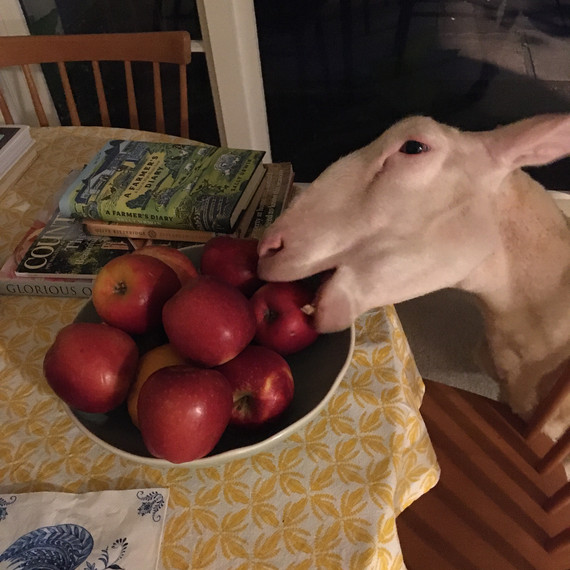 Elizabeth Jane, Michele's pet lamb, is the greediest sheep in the world.