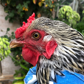 Little Linda, the most evil of the four hens of the apocalypse.