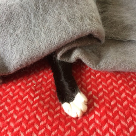 The cat in her preferred position.