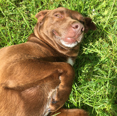 Red, Miles the sheep farmer's dog. She's lovely.