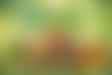 Top 10 des Graines Bonnes pour la Santé