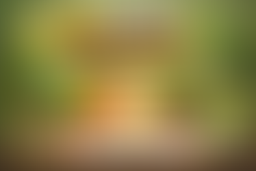 Conseils pour prendre soin des plantes