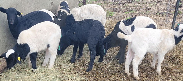 Lambs eating side pasture_edited.jpg