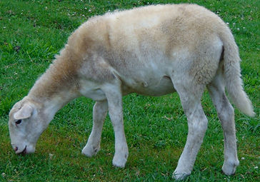 Laura's Lambs Katahdin lamb eating grass