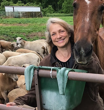 Laura's Lambs Katahdin meat sheep in Ridgeway WI