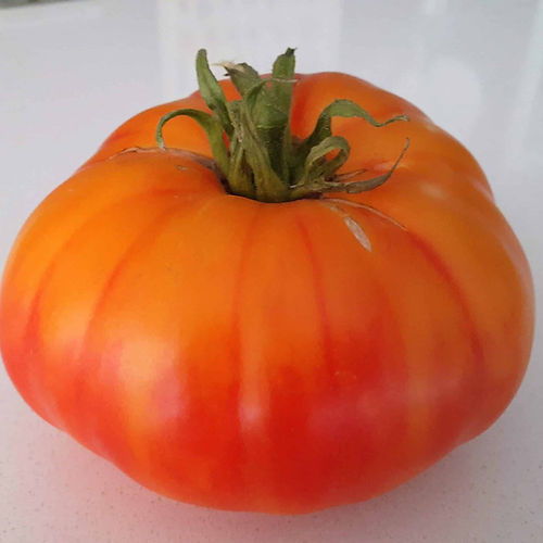 Tomate Anawine