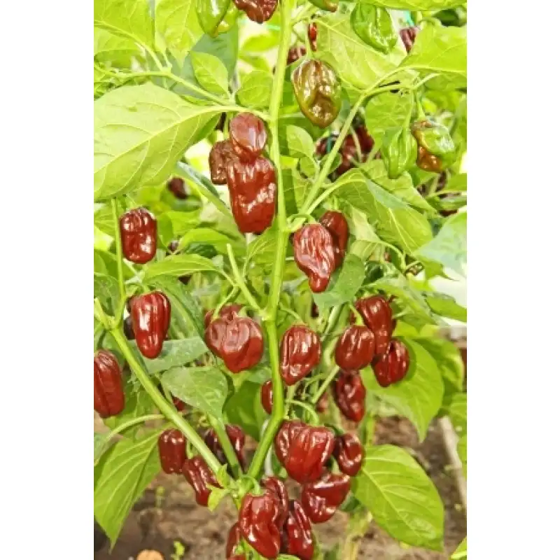 Thumbnail: Chili Chocolate Habanero