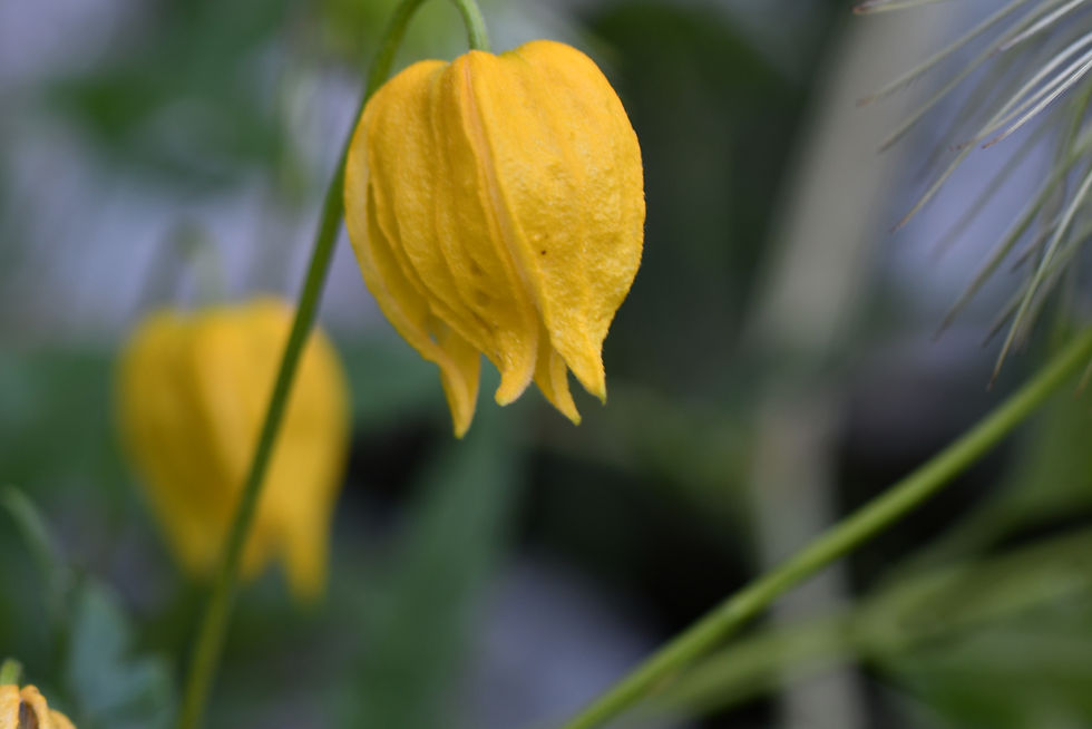 Miniaturbild: Clematis Tibetana ( tanguta)