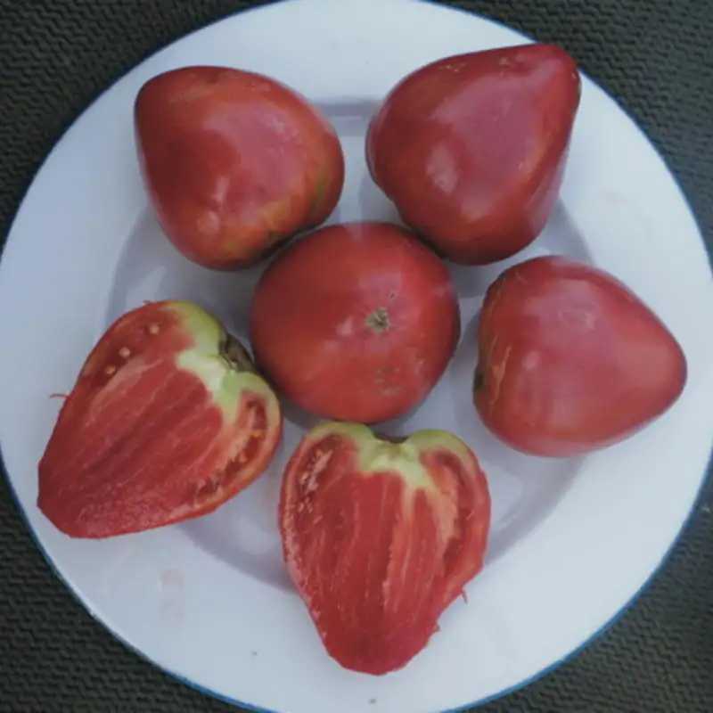 Tomate Ochsenherz Akers