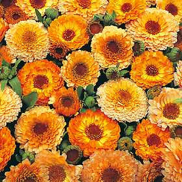 Ringelblume