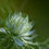Miniaturbild: Nigella blau im 6-er Set