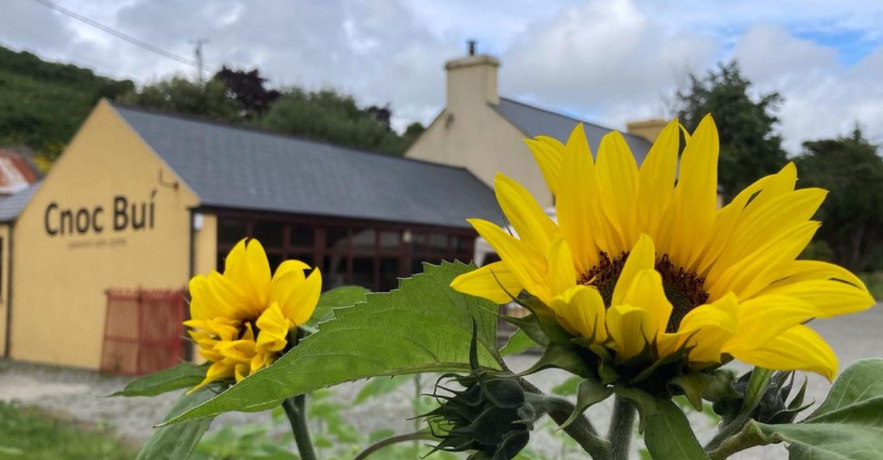 sunflowers and building 24.png