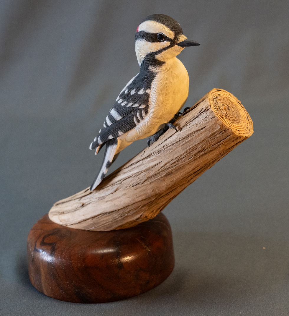 Vincent Torardi - Downy woodpecker