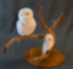 Roberta White - Snowy Owls on Branch