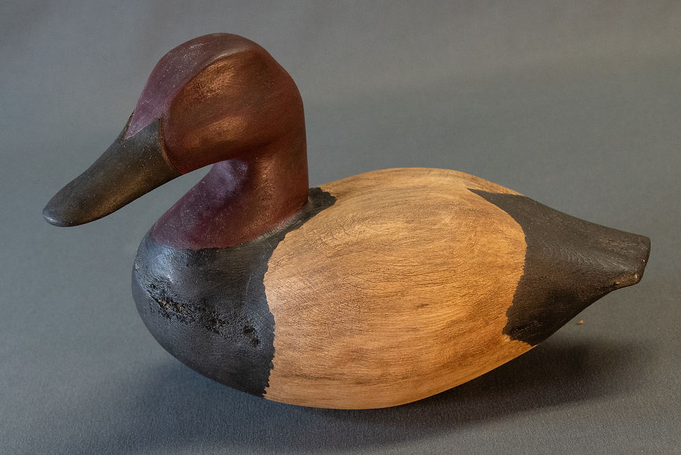 Renee Cotter - male canvas back duck