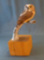 Ed Chapin - Saw-whet owl