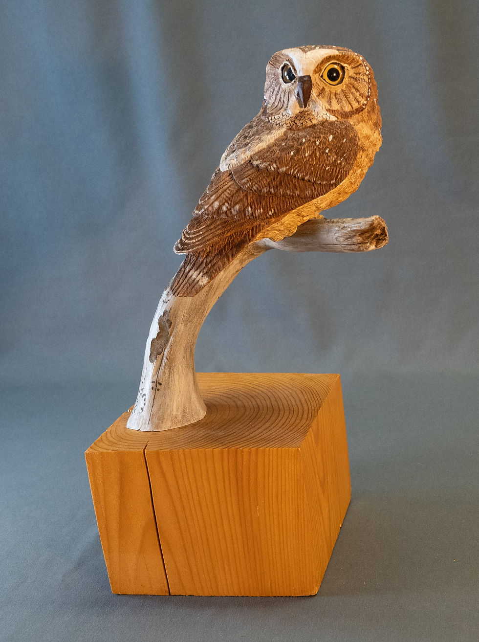 Ed Chapin - Saw-whet owl