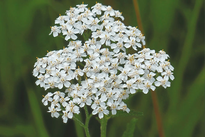 yarrow-by Hans Braxmeier_edited.jpg