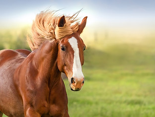 horse-web.jpg