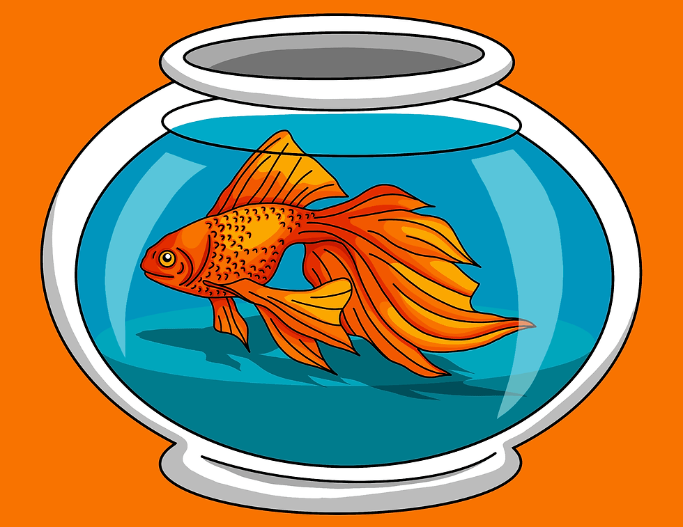 Illustration of a goldfish in a bowl by Reilly Moss.