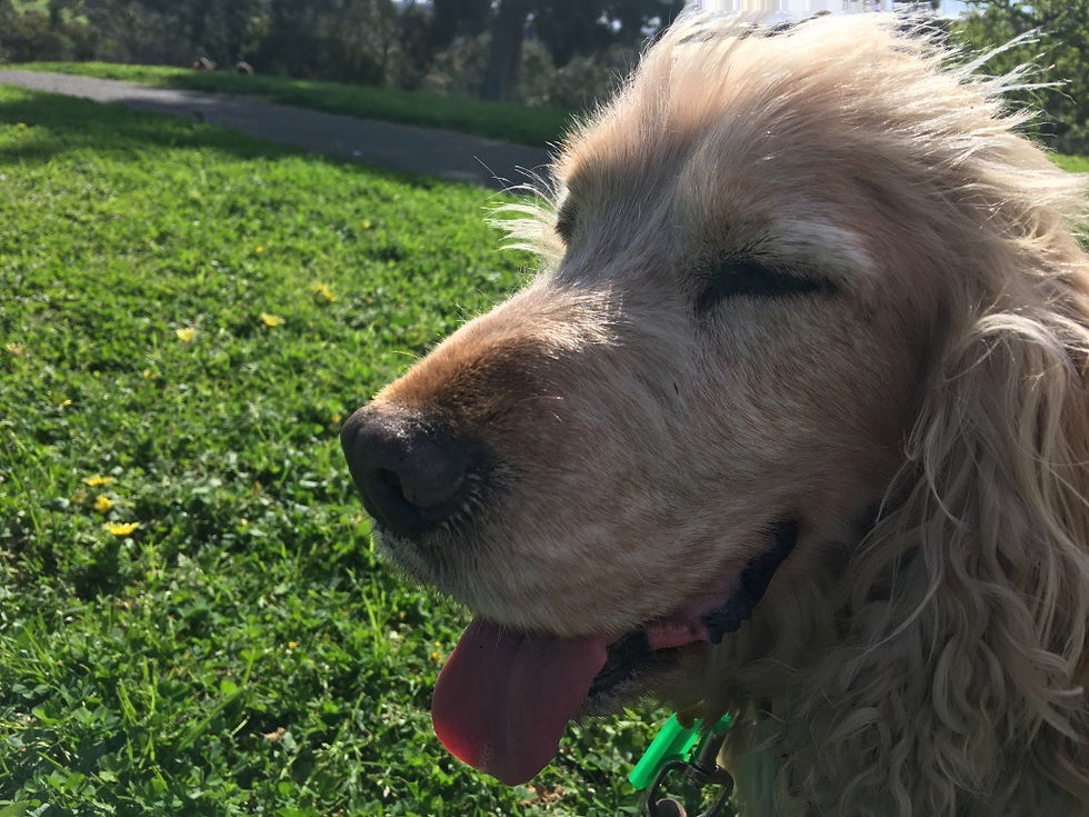 The face of a cocker spaniel dog looking happy in a light breeze