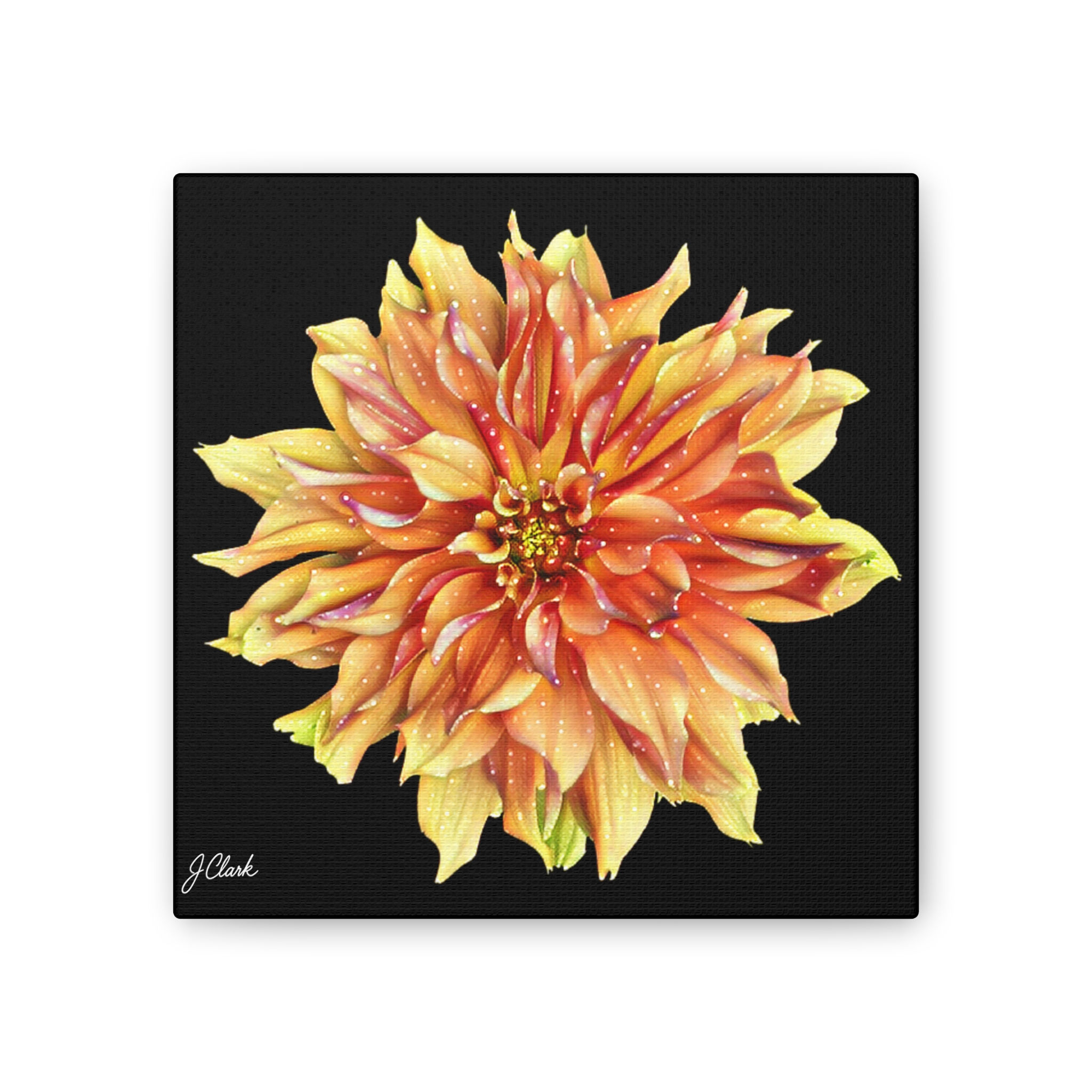 The Dahlia Collection, Stretched Canvas