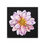 Thumbnail: The Dahlia Collection, Stretched Canvas