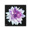 Thumbnail: The Dahlia Collection, Stretched Canvas