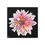 Thumbnail: The Dahlia Collection, Stretched Canvas
