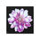 Thumbnail: The Dahlia Collection, Stretched Canvas