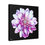 Thumbnail: The Dahlia Collection, Stretched Canvas
