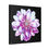 Thumbnail: The Dahlia Collection, Stretched Canvas