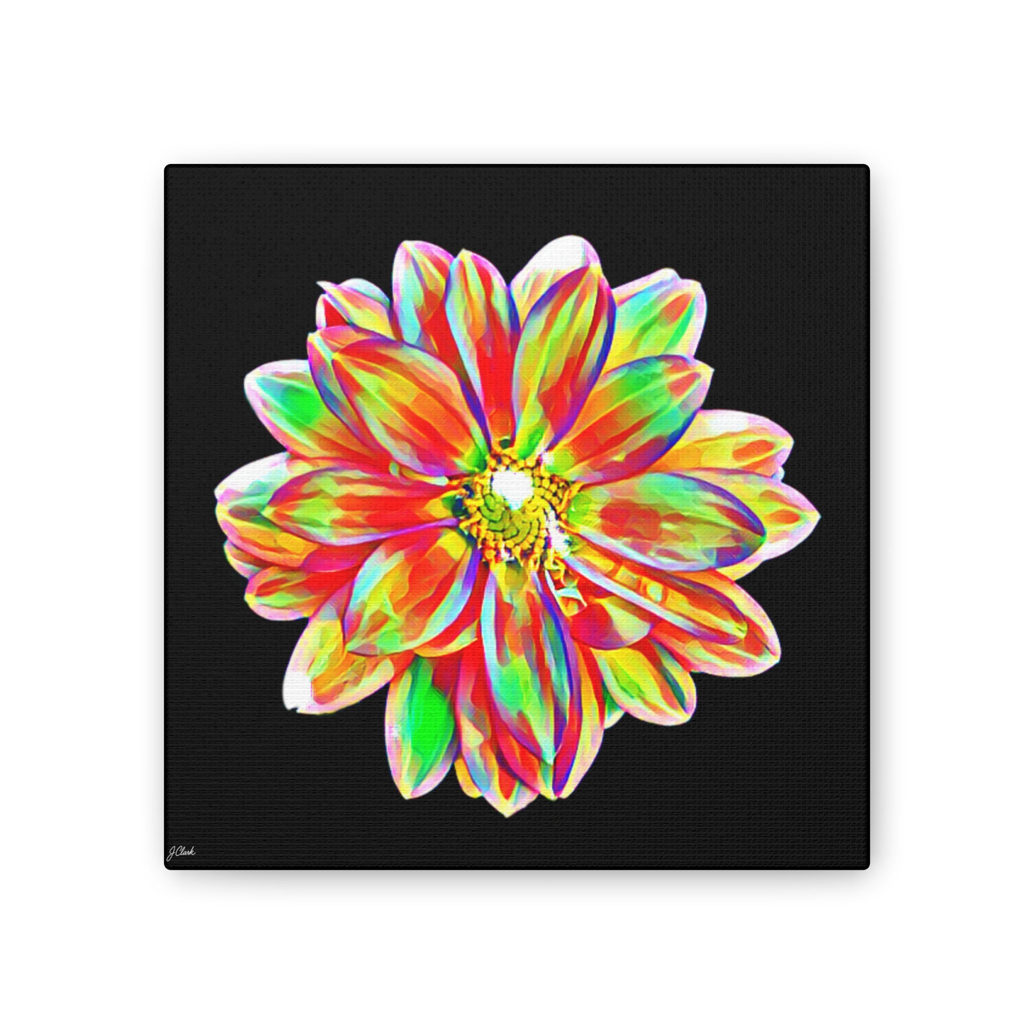 The Dahlia Collection, Stretched Canvas