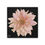 Thumbnail: The Dahlia Collection, Stretched Canvas