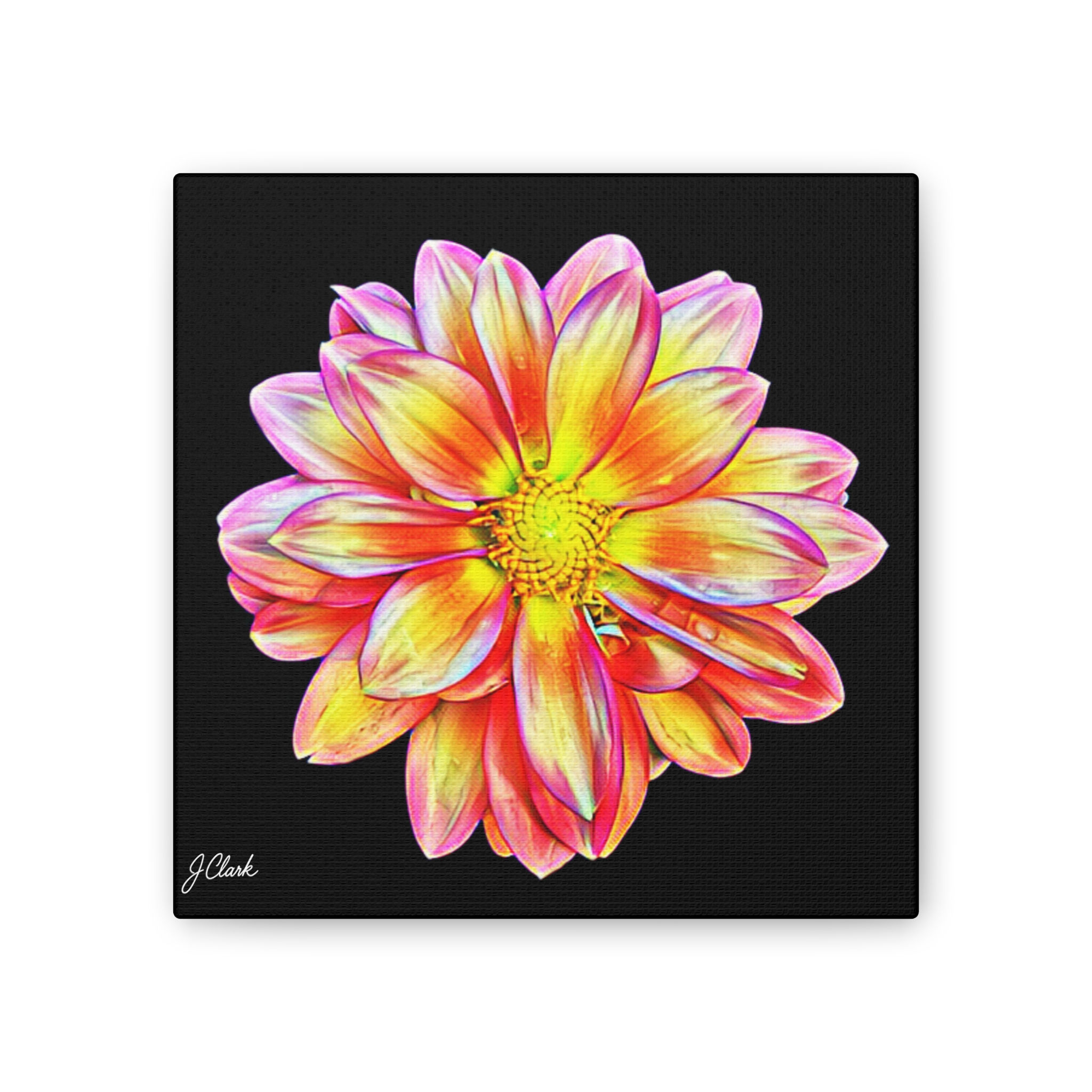 The Dahlia Collection, Stretched Canvas