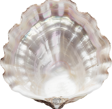 seashell_02_edited.png