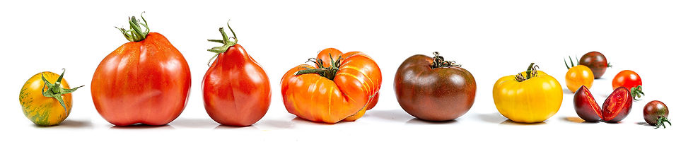shutterstock_2383142925 copie.jpg
