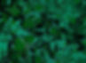 AURORA PRINTS9BR.jpg