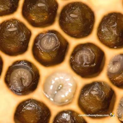 Thumbnail: 5 Frame Nucleus Colony- Pre Order