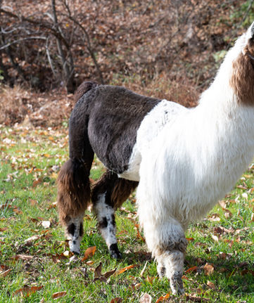 @dottie foley photography