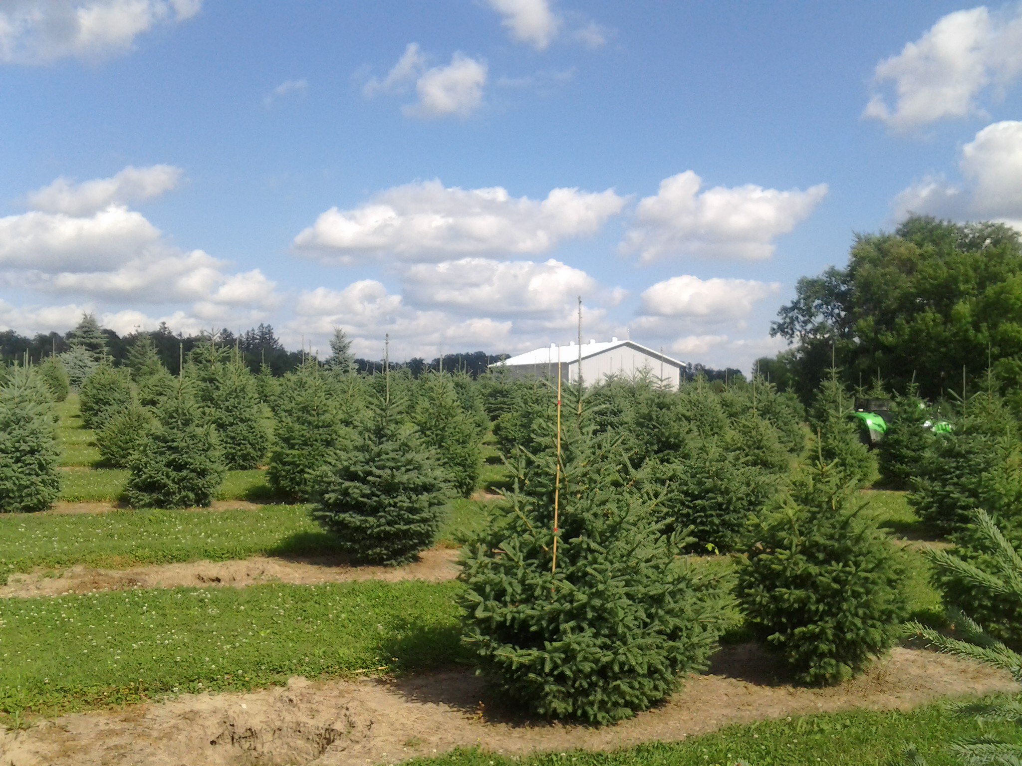 DASA Nursery Cannon Falls, Minnesota Evergreen Tree Photo Gallery